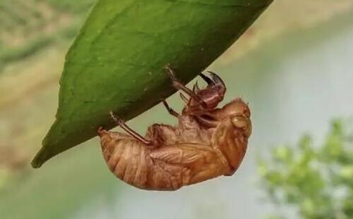 清道夫鱼为什么不能吃